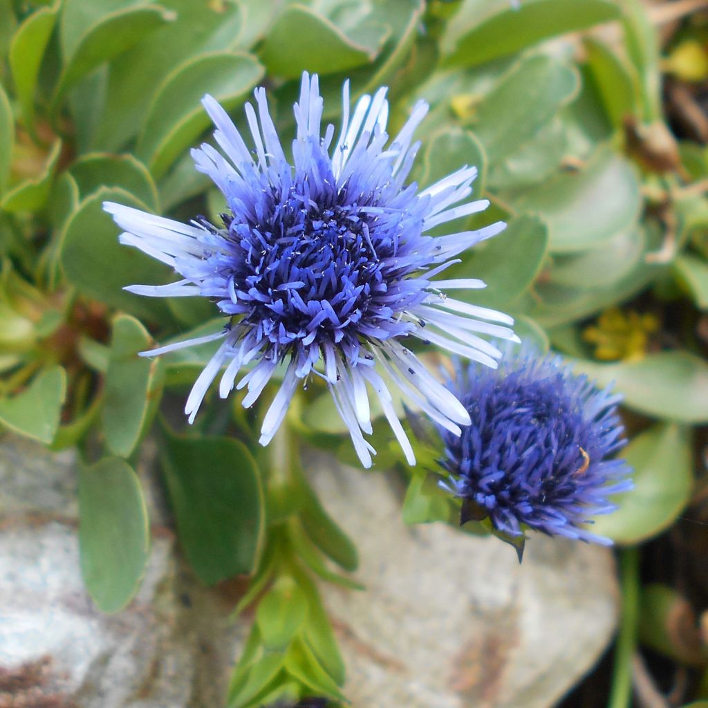 Globularia trichosantha - Globularia vellosa