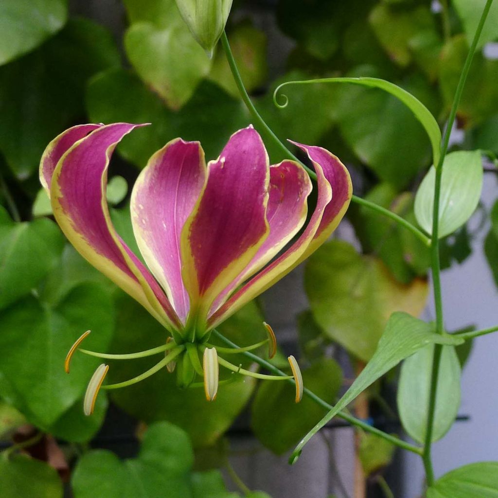 Gloriosa Carsonii - Bandera española