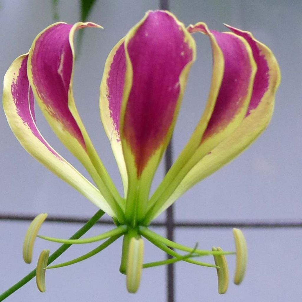 Gloriosa Carsonii - Bandera española