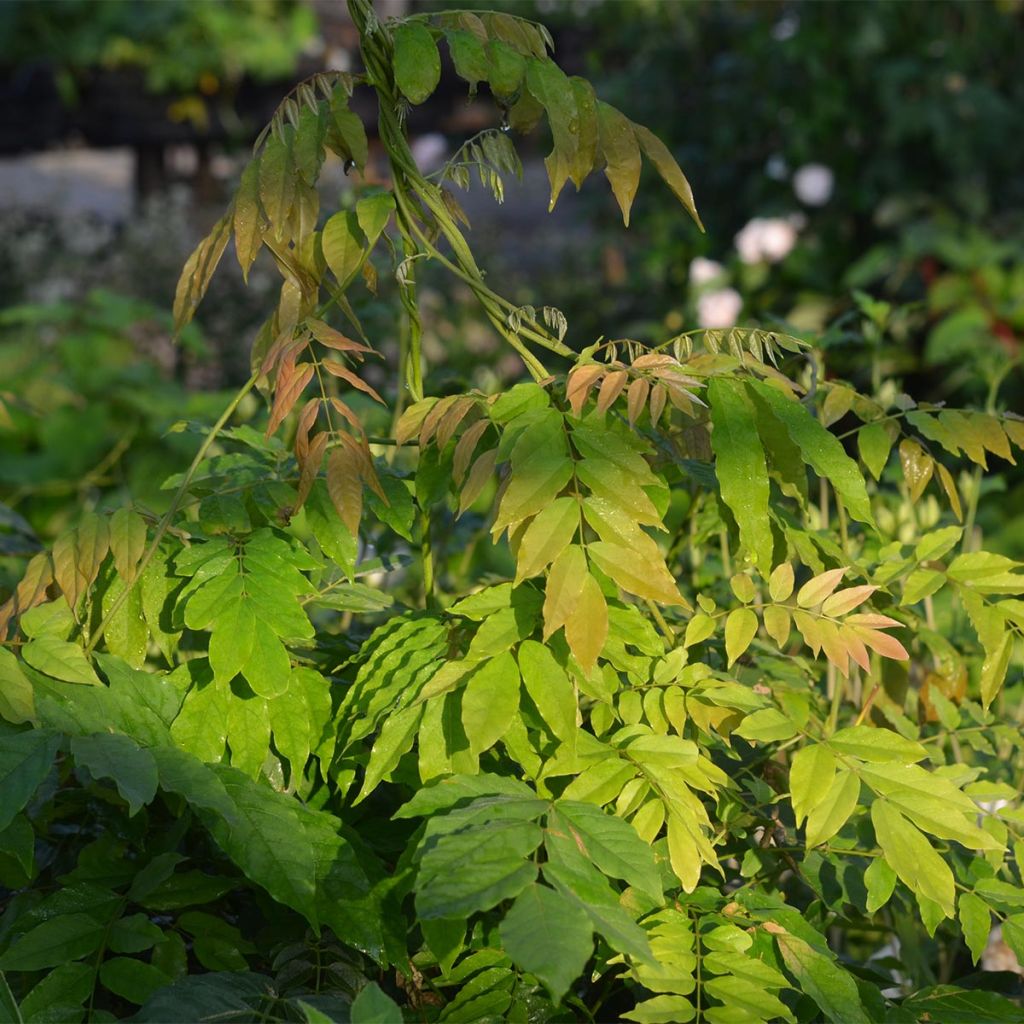 Glycine du Japon - Wisteria floribunda Alba