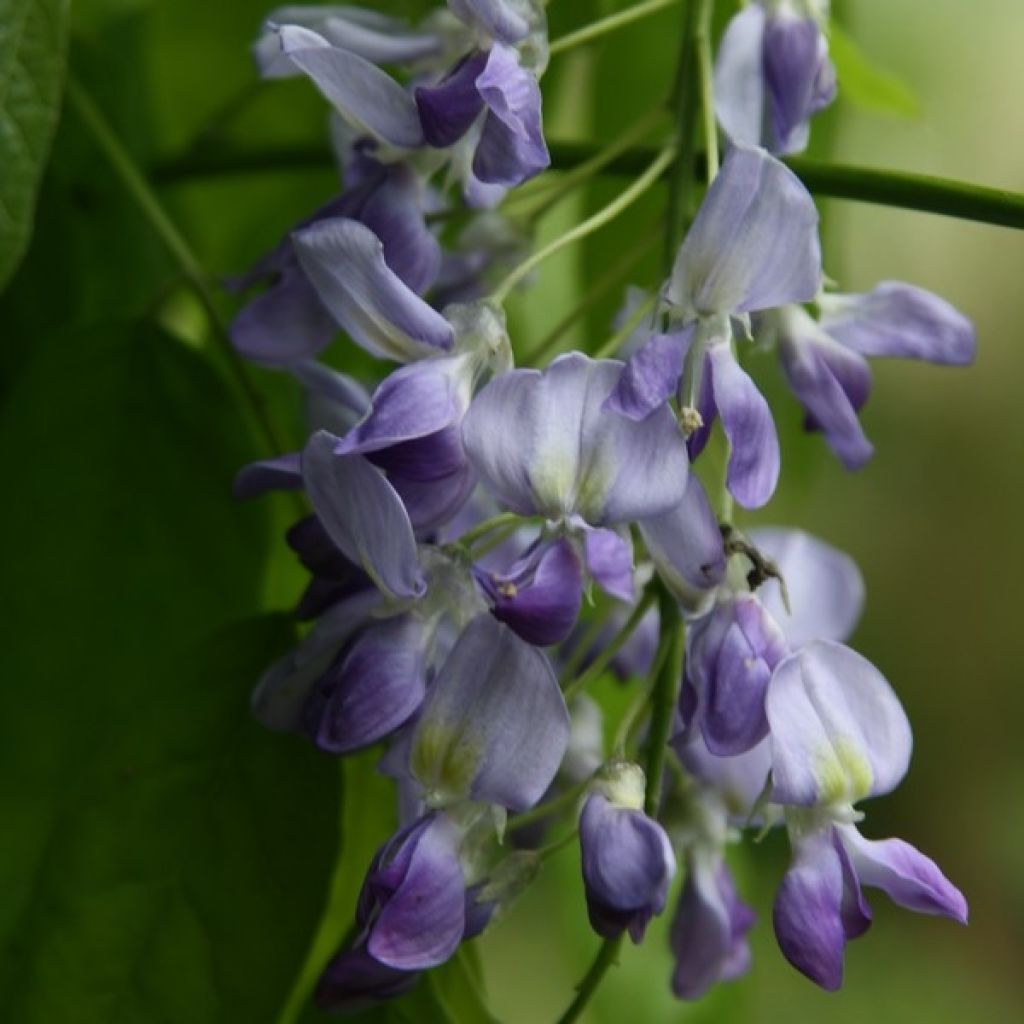 Wisteria floribunda Domino - Glicinia japonesa