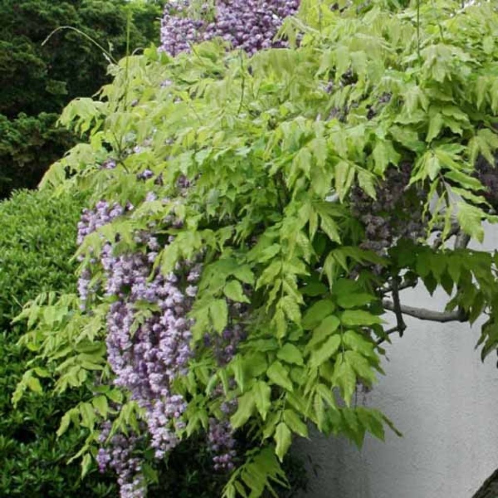 Glycine du Japon - Wisteria floribunda violacea plena