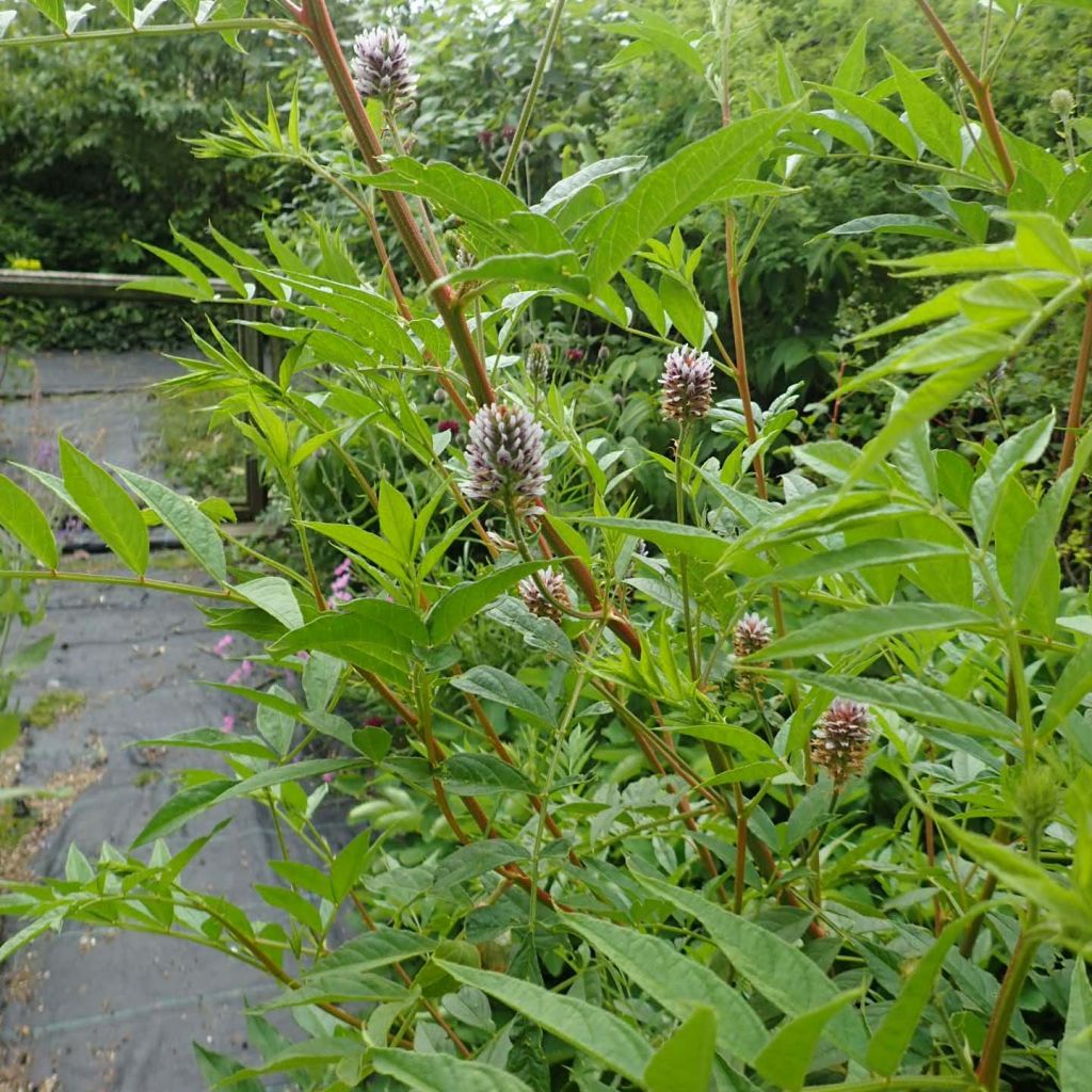 Glycyrrhiza yunnanensis - Regaliz de Yunnan