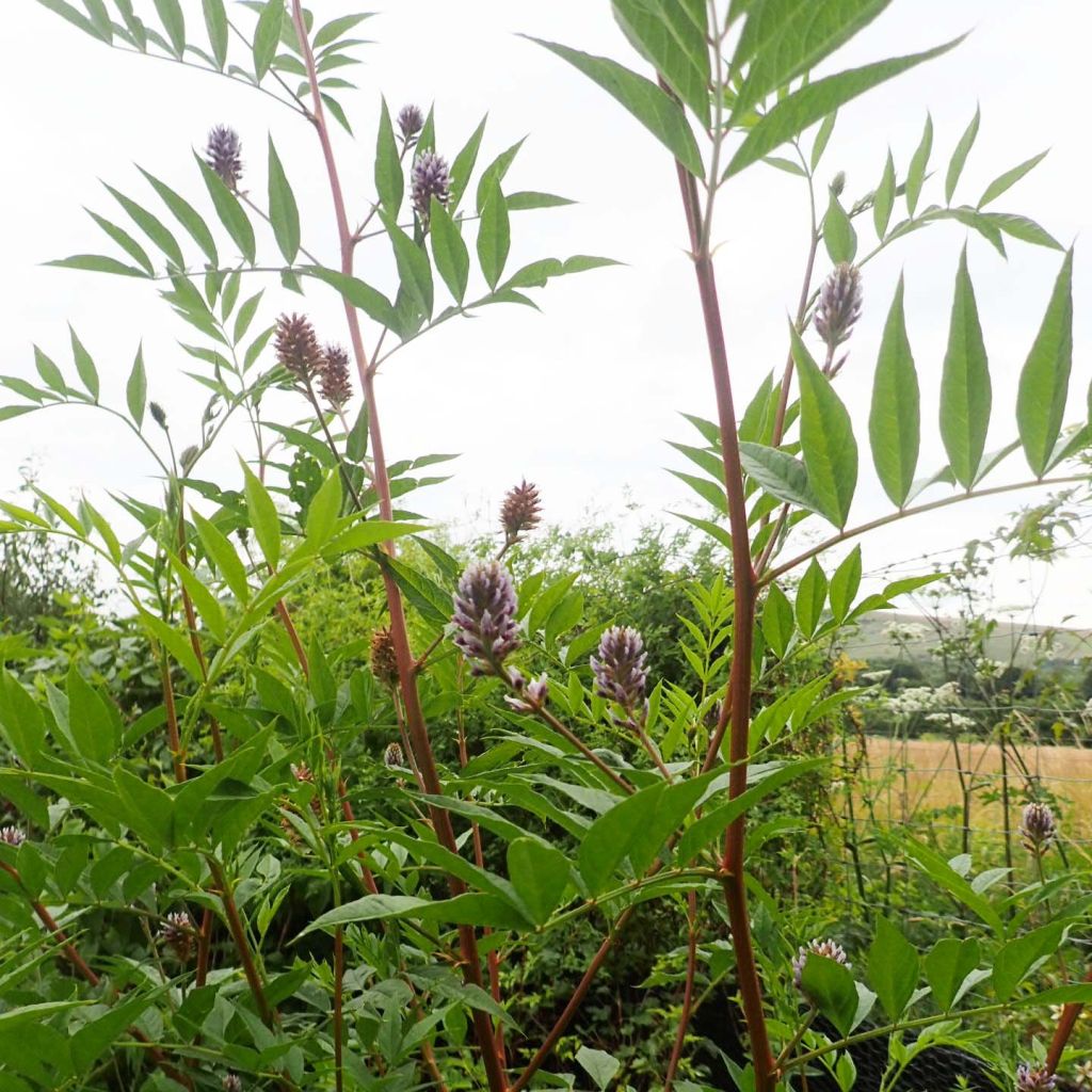 Glycyrrhiza yunnanensis - Regaliz de Yunnan