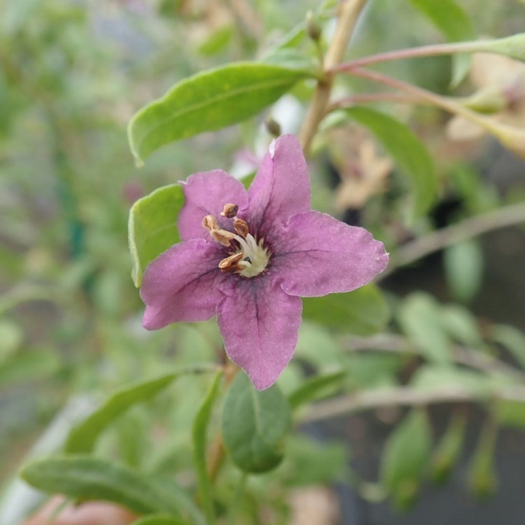 Gojidelys - Lycium barbarum