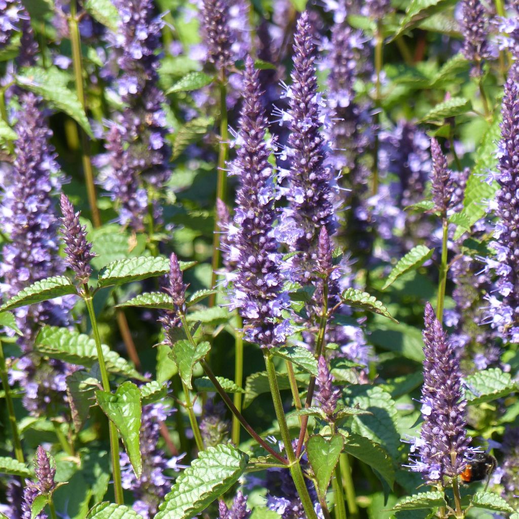 Agastache hybrida Astello Indigo (semillas)