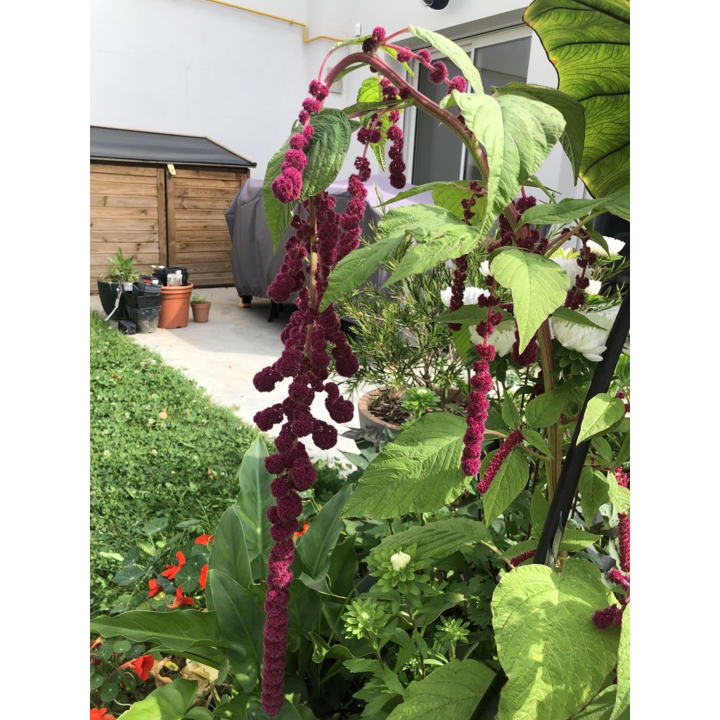 Amaranthus caudatus Dreadlocks