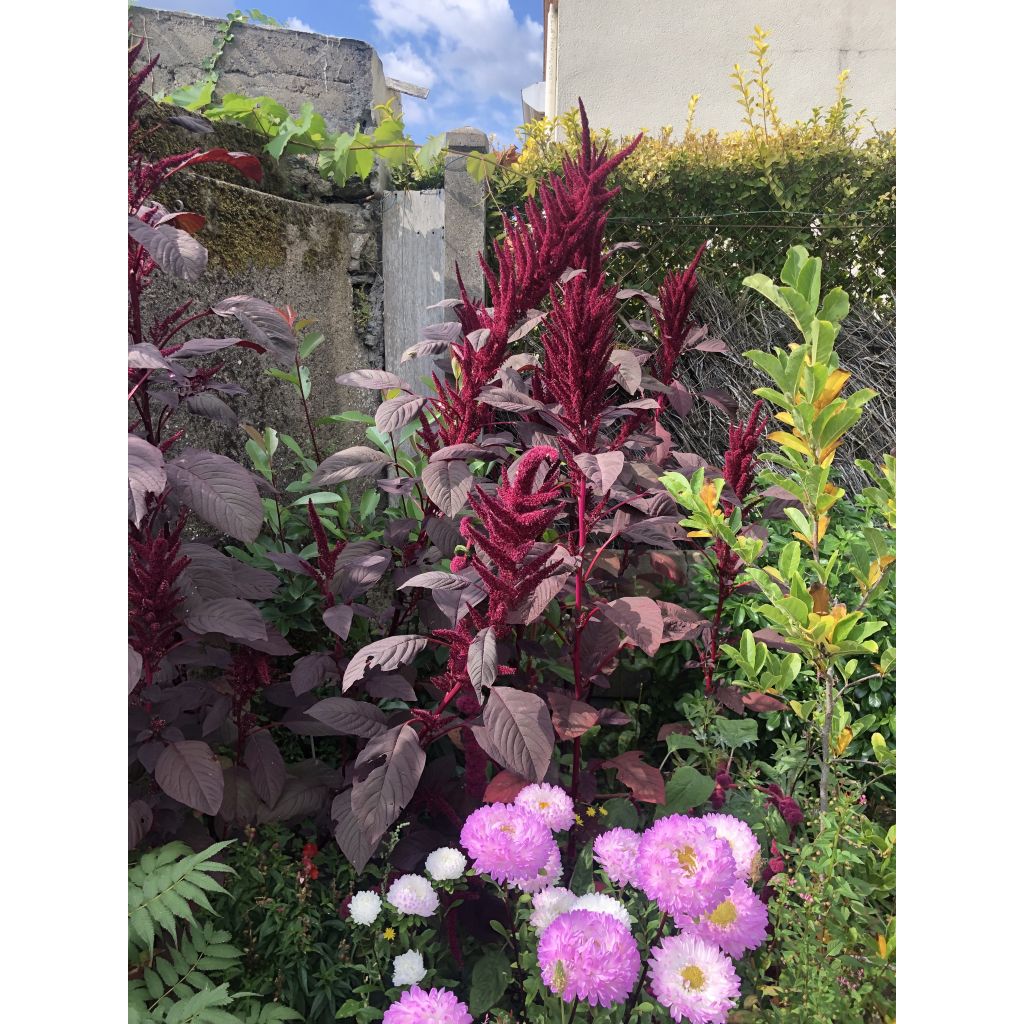 Amaranthus hybridus subsp. cruentus Velvet Curtains