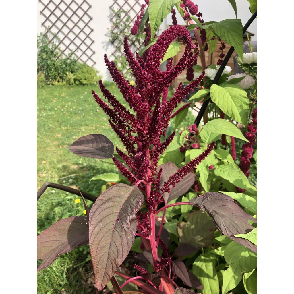 Amaranthus hybridus subsp. cruentus Velvet Curtains