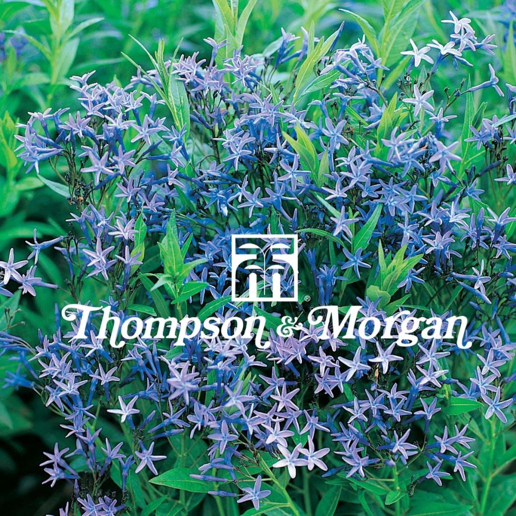 Amsonia tabernaemontana