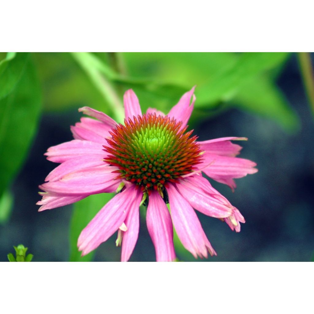 Echinacea purpurea (semillas) purpúrea