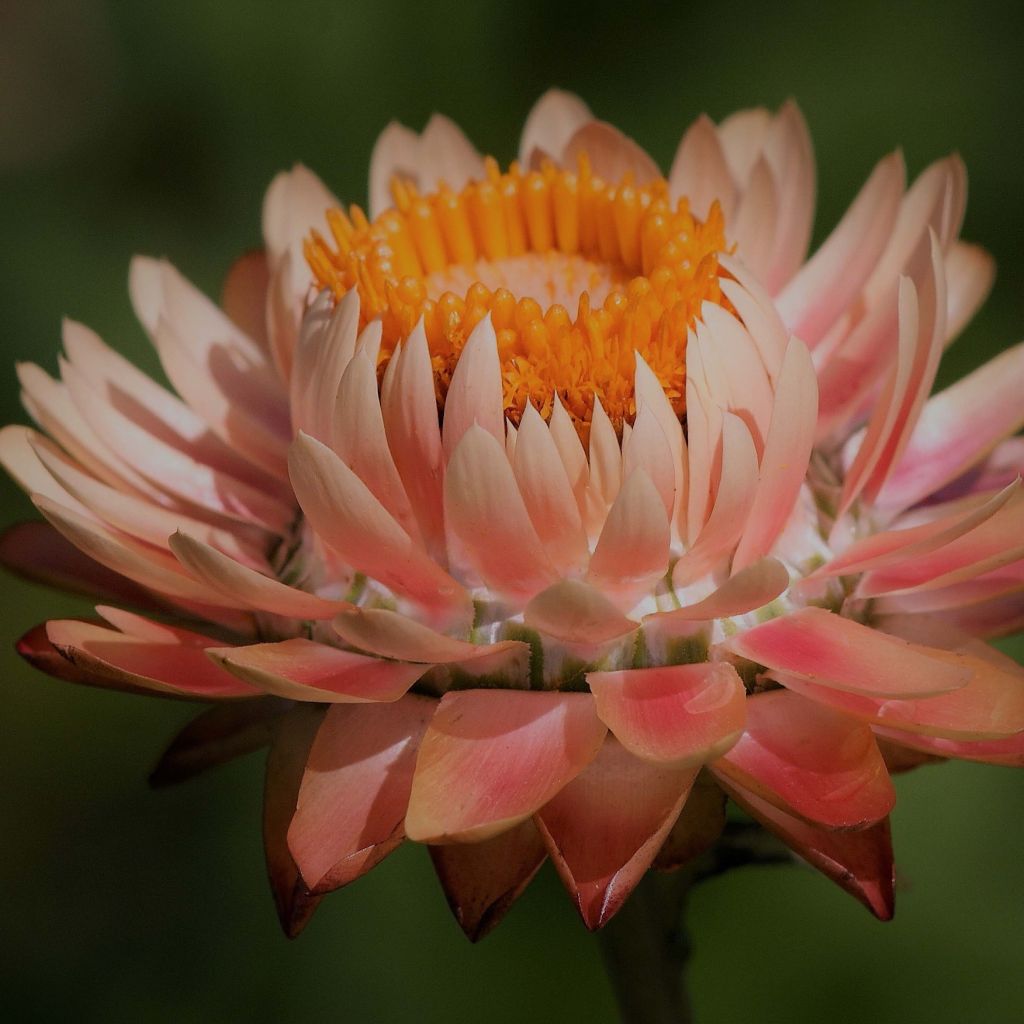 Helichrysum bracteatum monstruosum Double Saumon - Bráctea