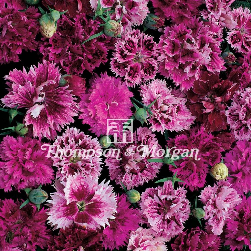 Dianthus chinensis Victoriana - Clavelina