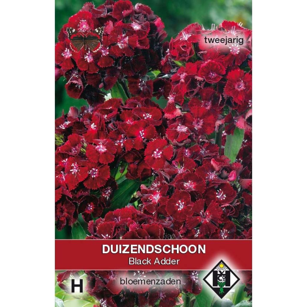 Clavel del poeta Nigrescens Black Adder - Dianthus barbatus