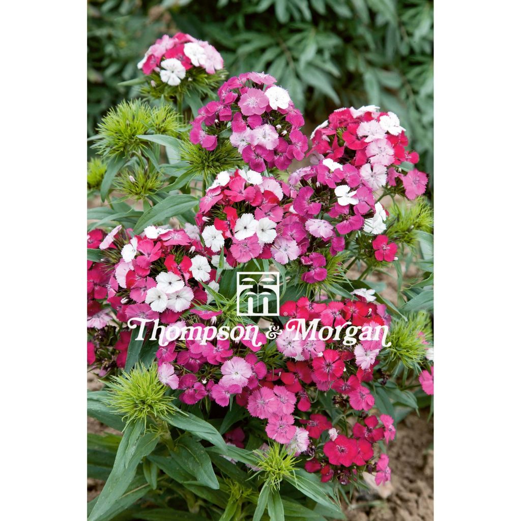 Clavel del poeta Noverna Clown F1 - Dianthus barbatus