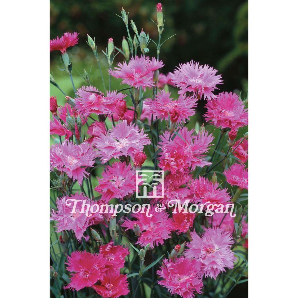 Dianthus Elegance Lavender F1 - Clavel