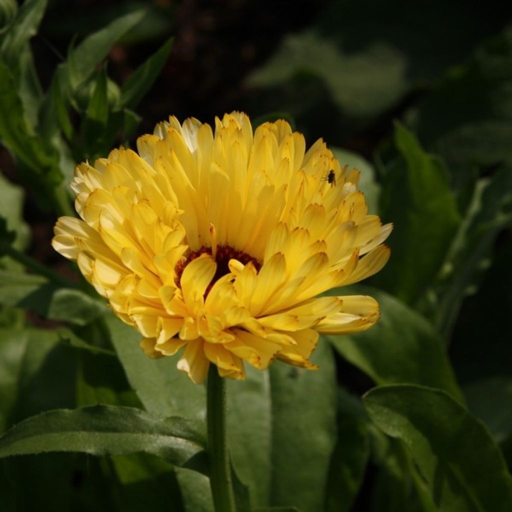 Caléndula - Calendula officinalis