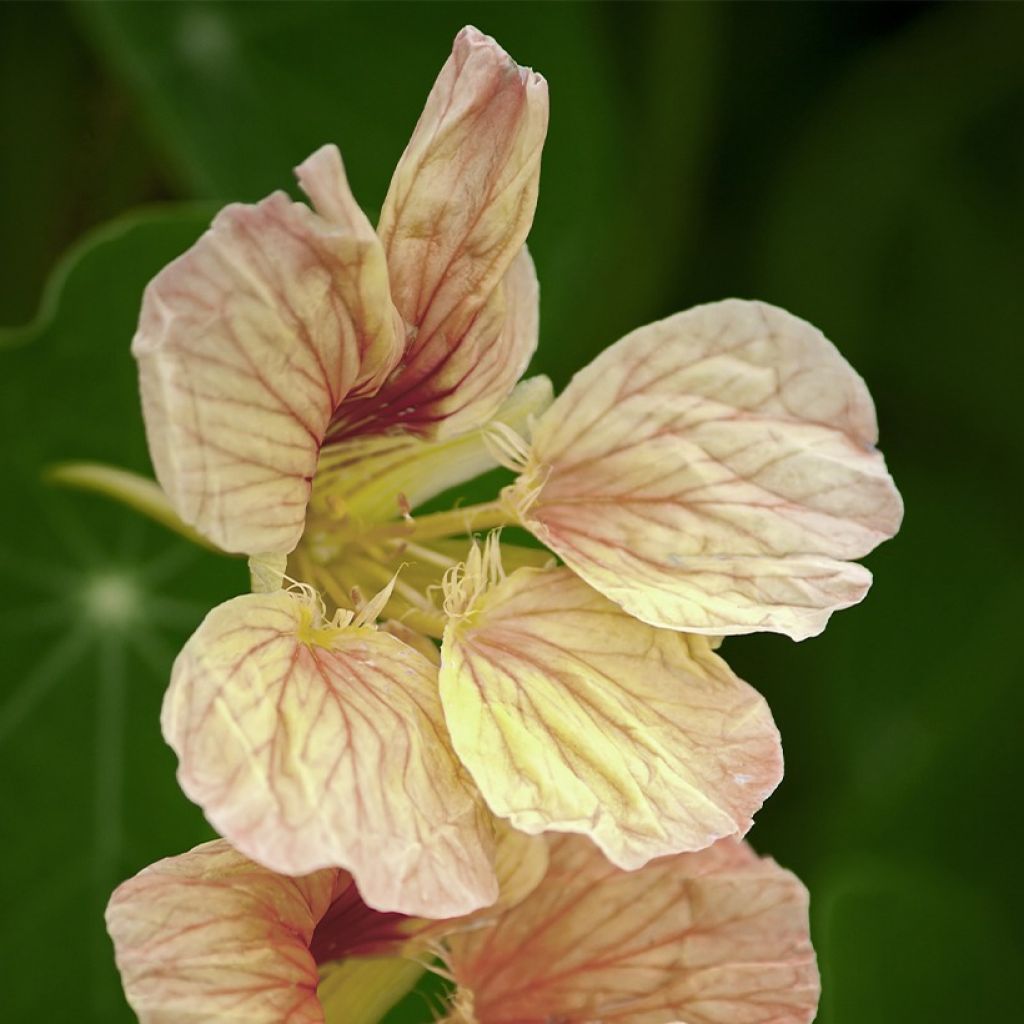 Tropaeolum Tip Top Pink Blush