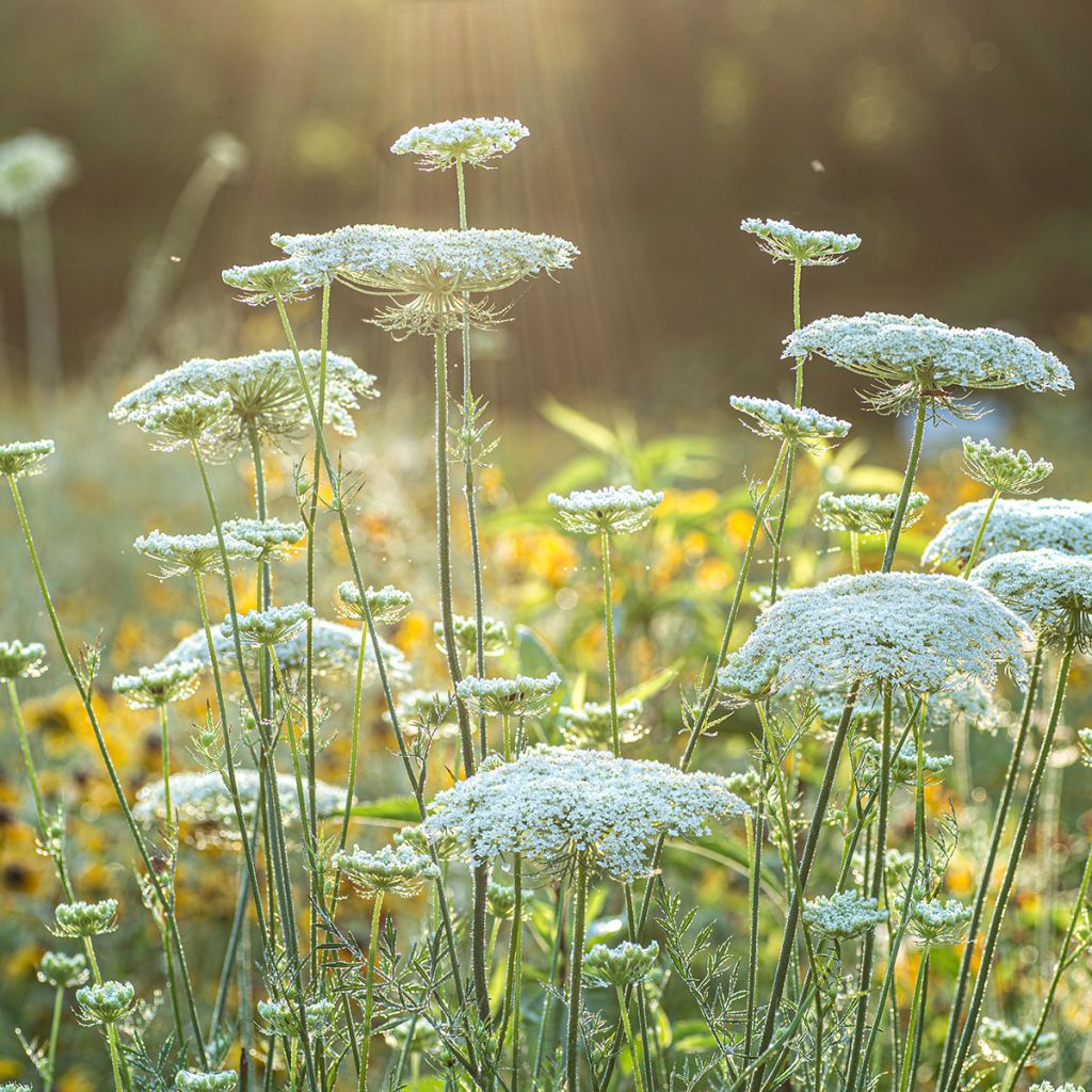 Zanahoria silvestre - Daucus carota