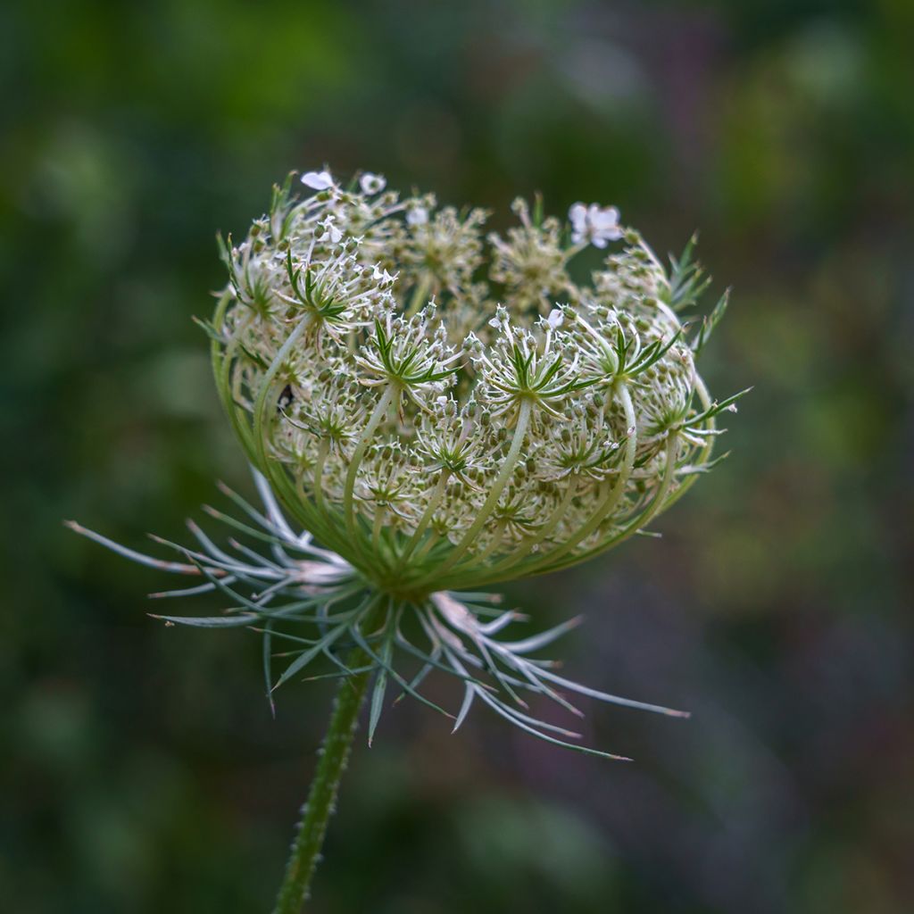 Zanahoria silvestre - Daucus carota