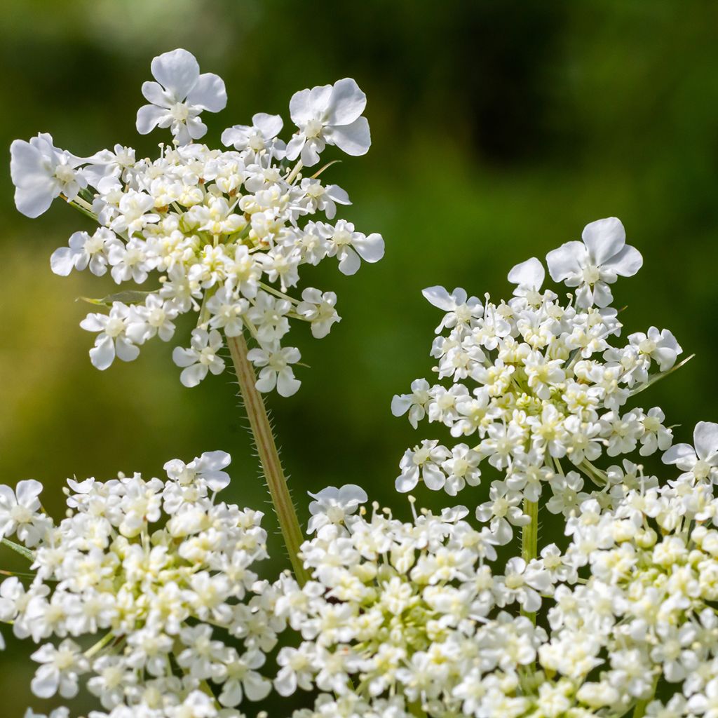 Zanahoria silvestre - Daucus carota