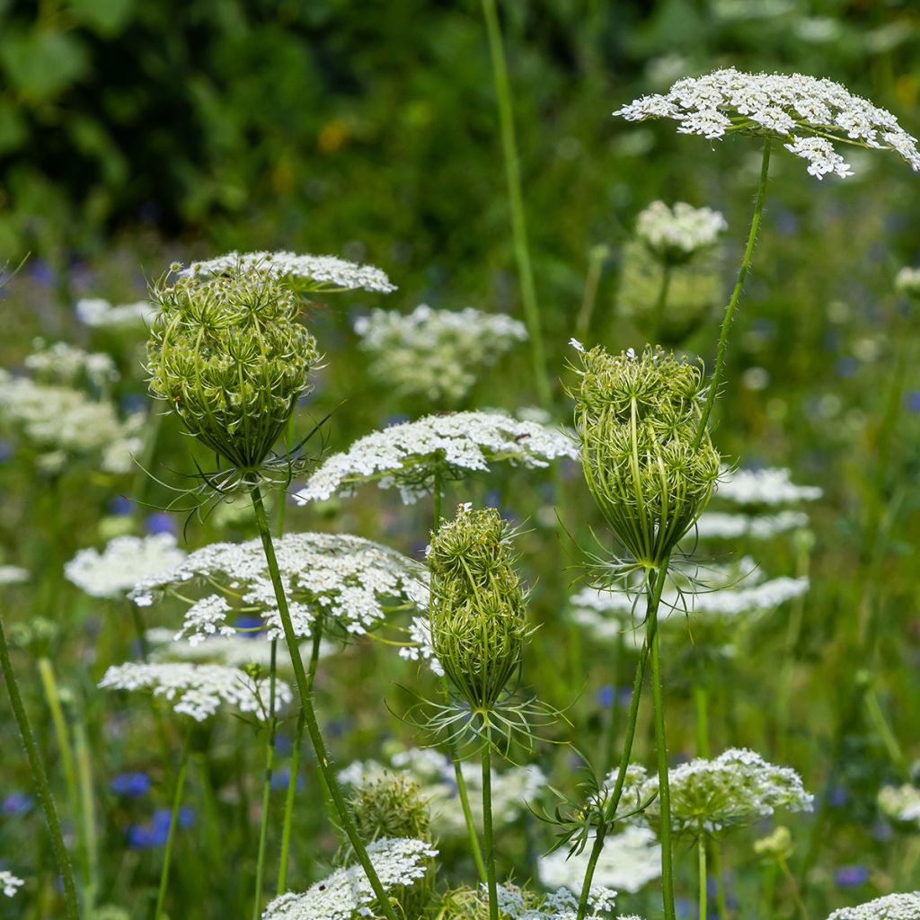 Zanahoria silvestre - Daucus carota