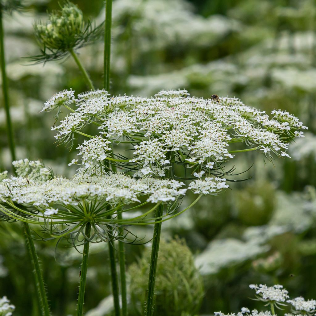 Zanahoria silvestre - Daucus carota