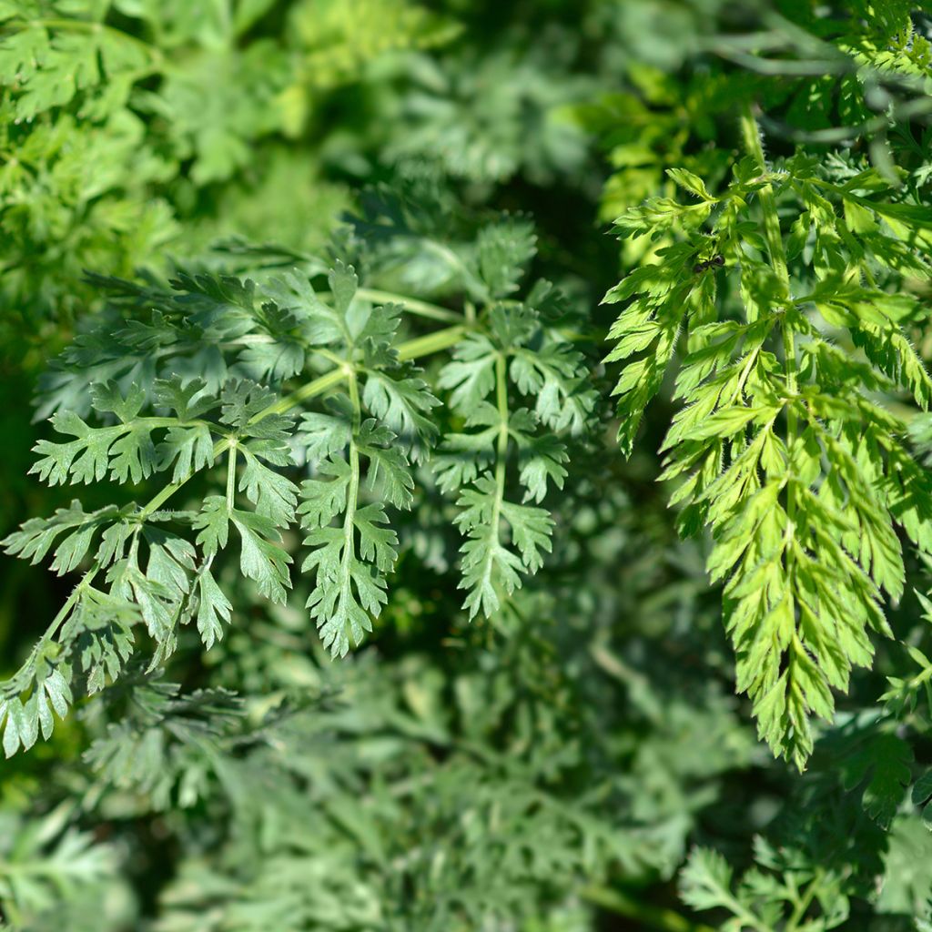 Zanahoria silvestre - Daucus carota