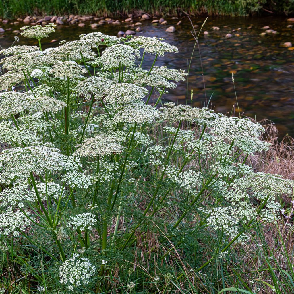 Zanahoria silvestre - Daucus carota