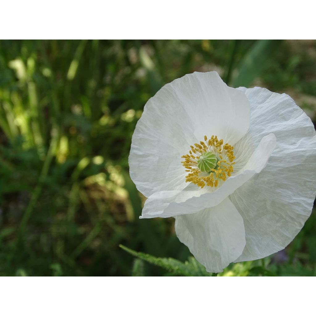 Amapola común Bridal Silk - Papaver rhoeas