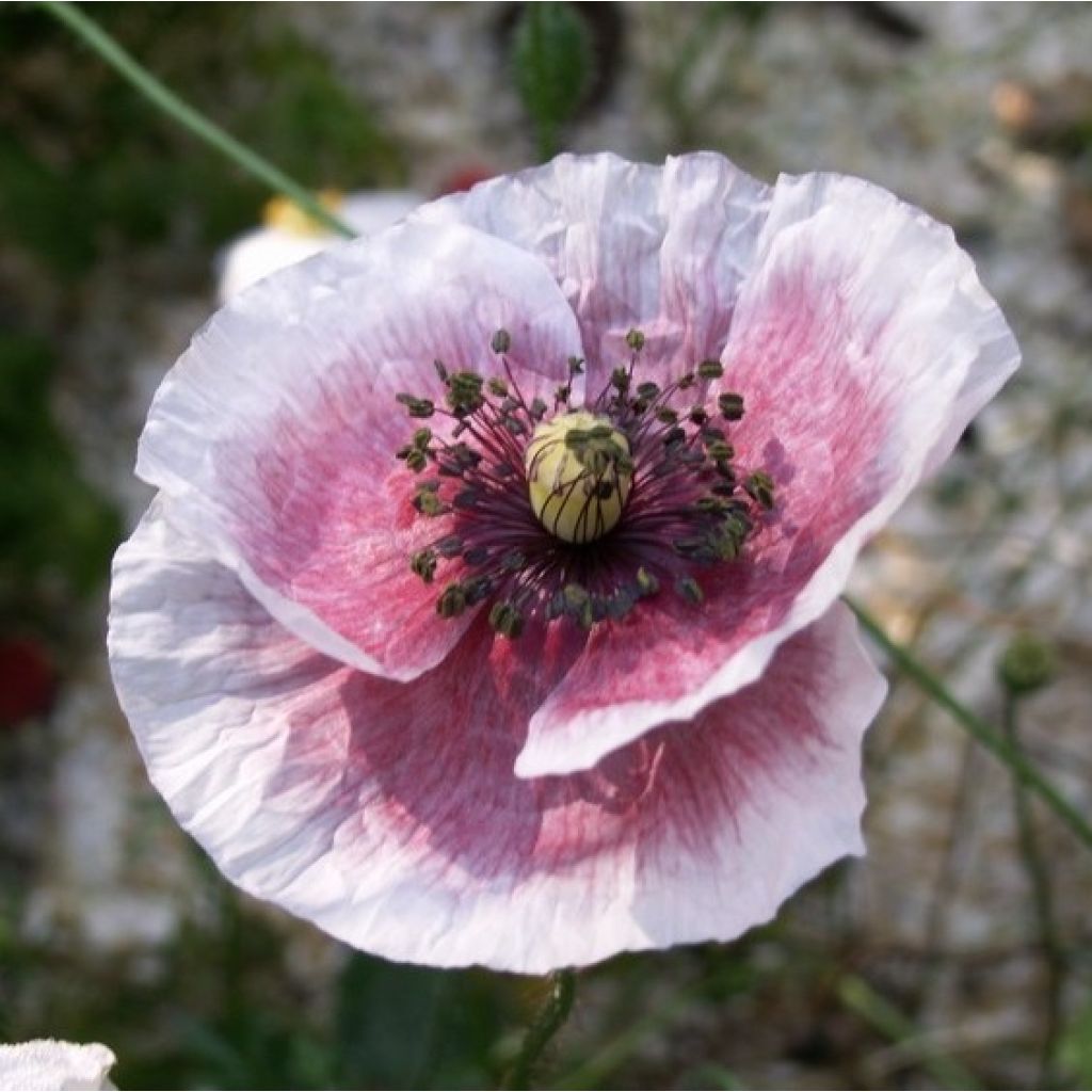 Amapola común Parelmoer - Papaver rhoeas