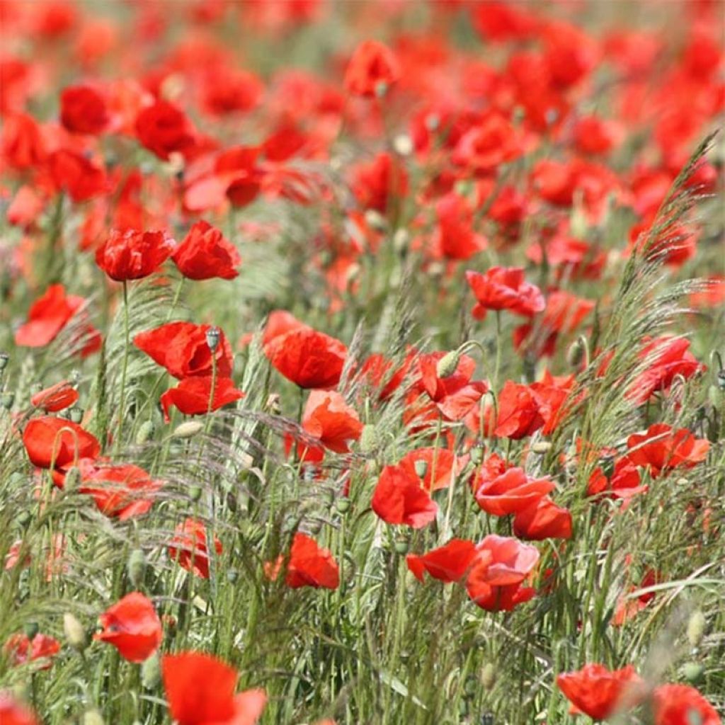 Amapola común Bio - Papaver rhoeas