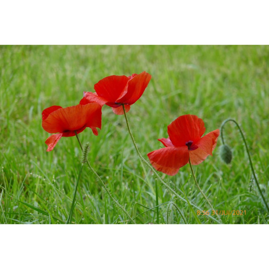 Amapola común (semillas) - Papaver rhoeas