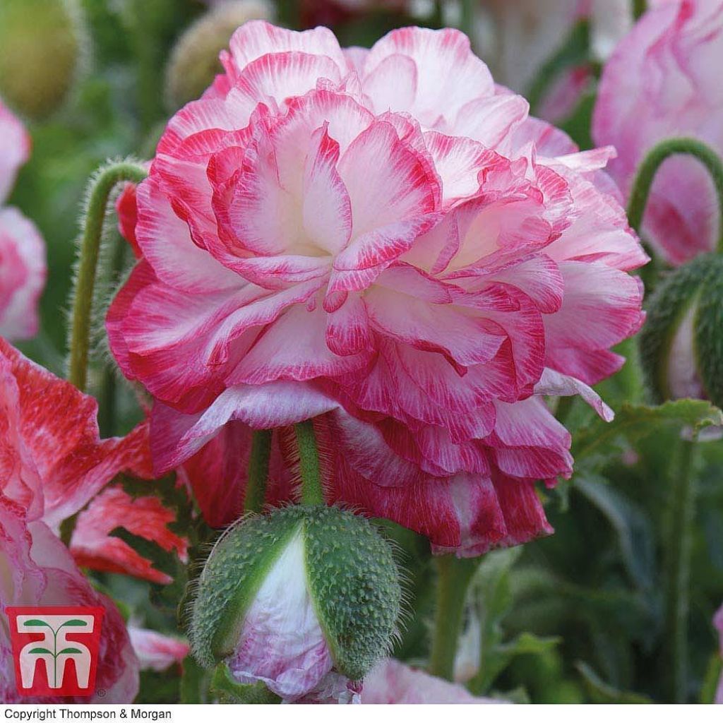 Amapola común Suprême - Papaver rhoeas