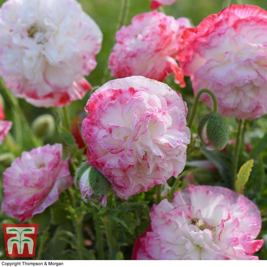 Amapola común Suprême - Papaver rhoeas