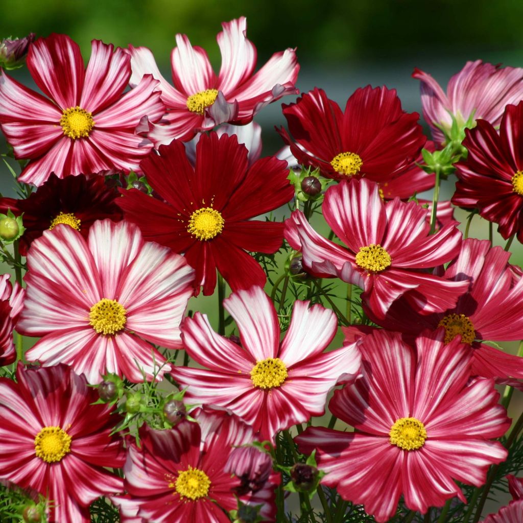 Cosmos bipinnatus Velouette