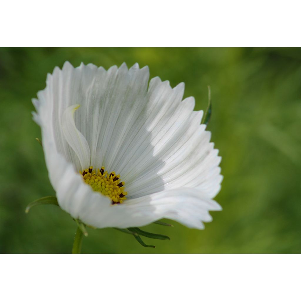 Cosmos bipinnatus Cupcakes White