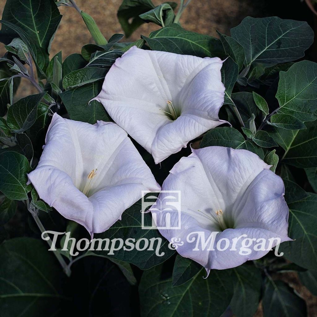 Datura meteloides Evening Fragrance