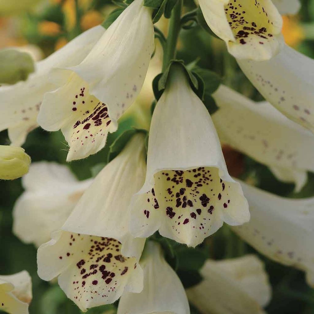 Digitalis purpurea Dalmatian Cream F1