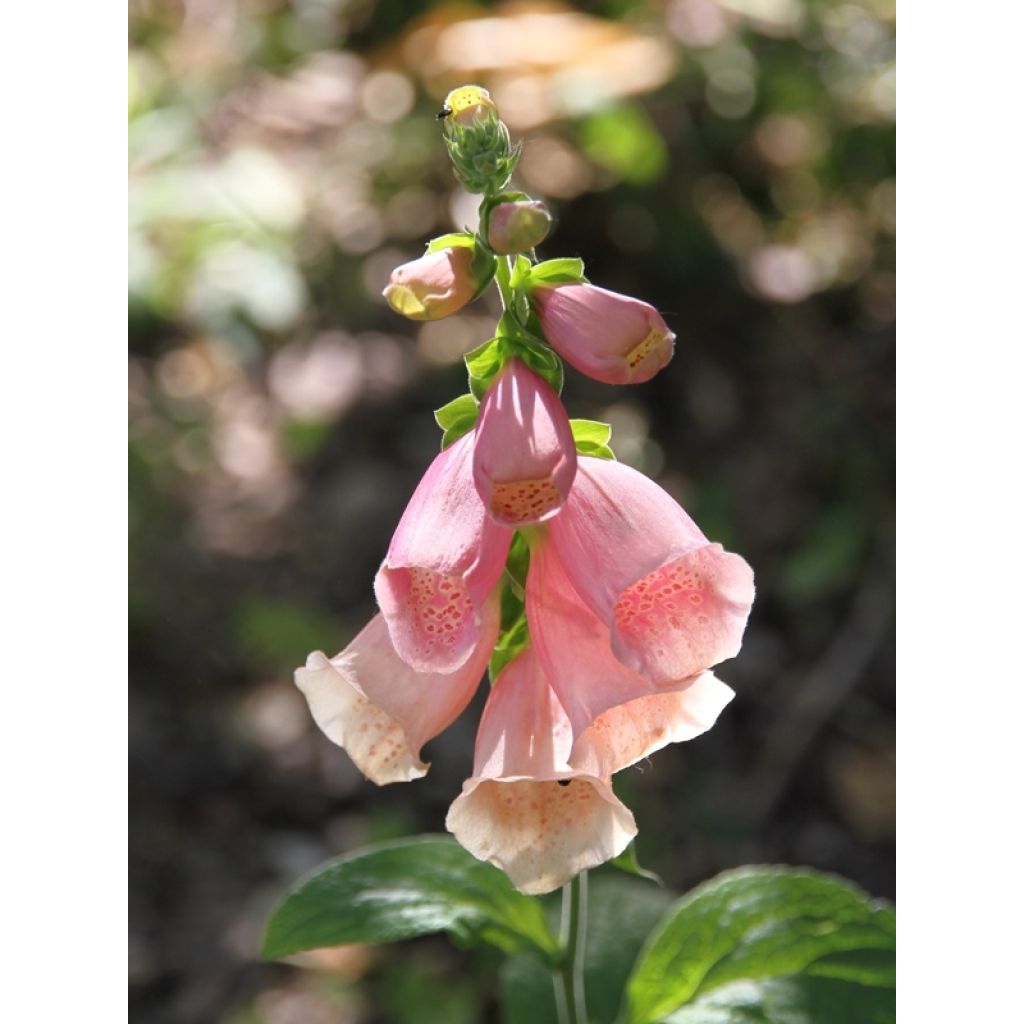 Digitalis purpurea Dalmatian Peach