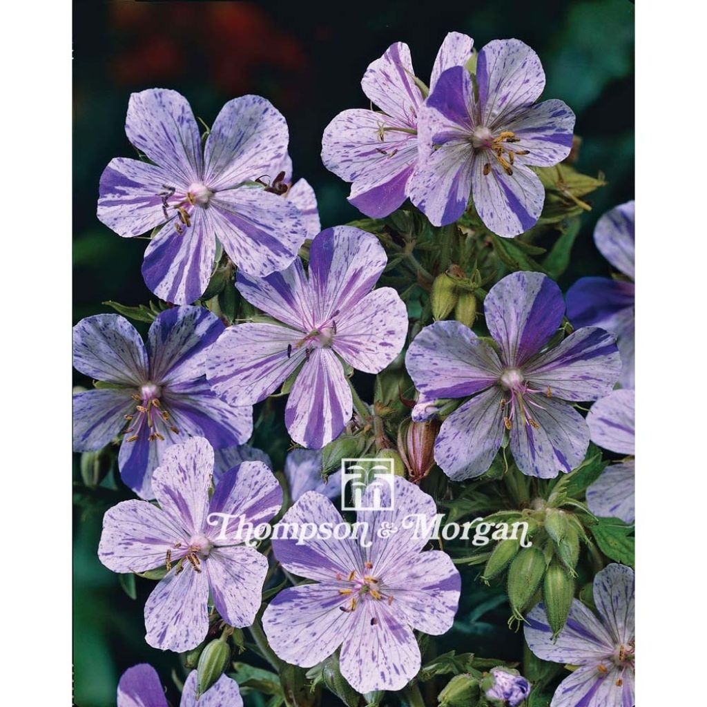 Geranio de prado Splish Splash (semillas) - Geranium pratense