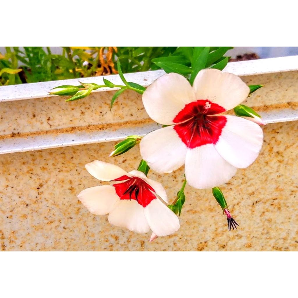 Linum grandiflorum Bright Eyes