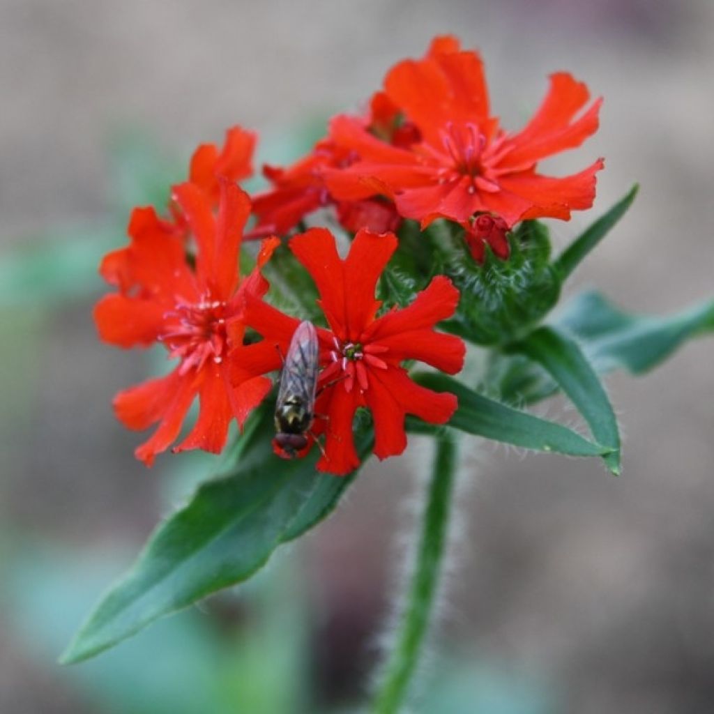 Lychnis chalcedonica Amour Ardent - Cruz de Malta