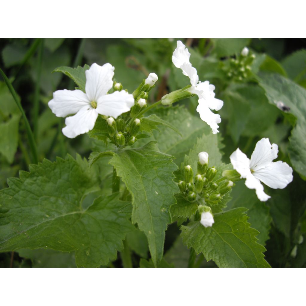 Lunaria annua (semillas) - Monedas del Papa