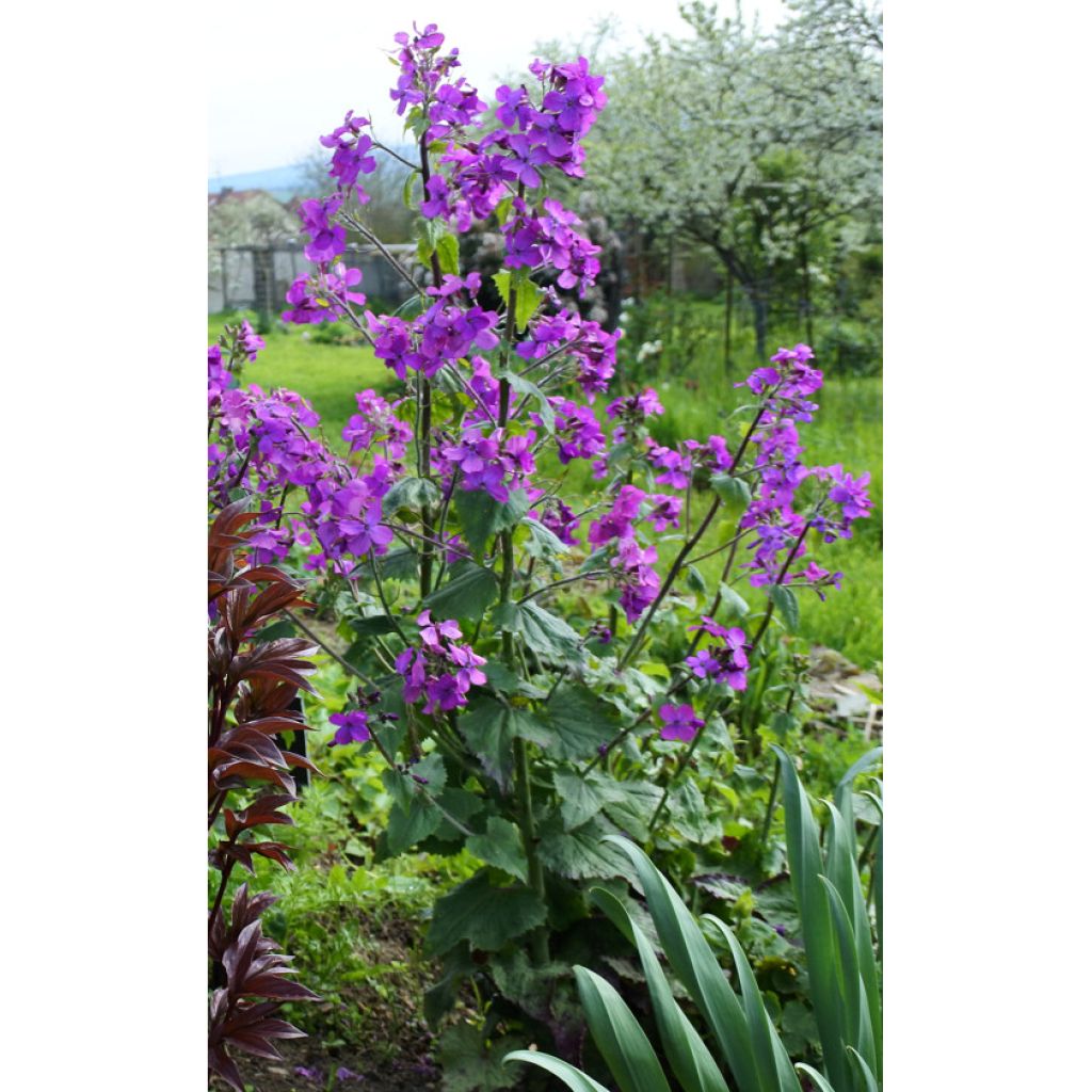 Lunaria annua (semillas) - Monedas del Papa