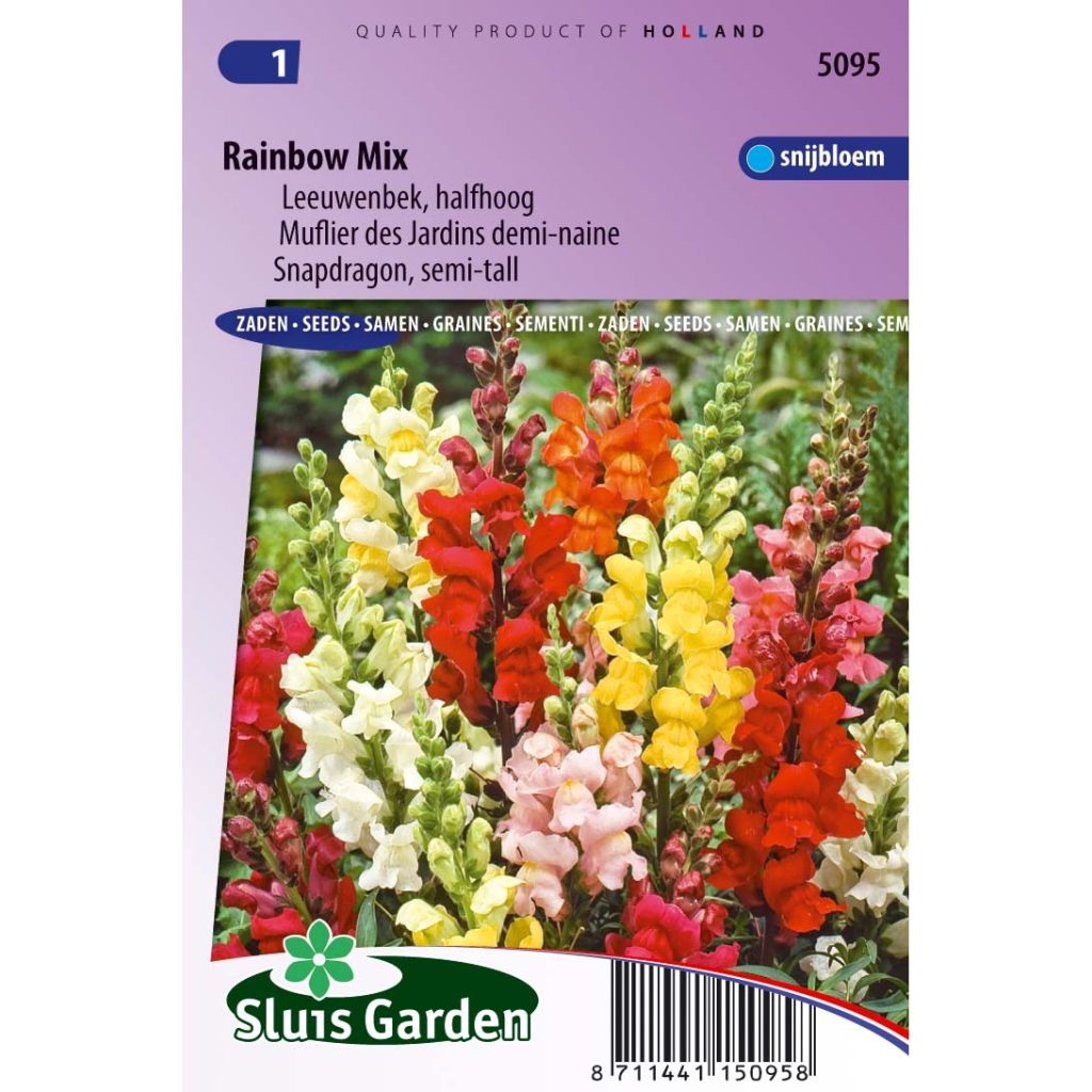 Antirrhinum Rainbow