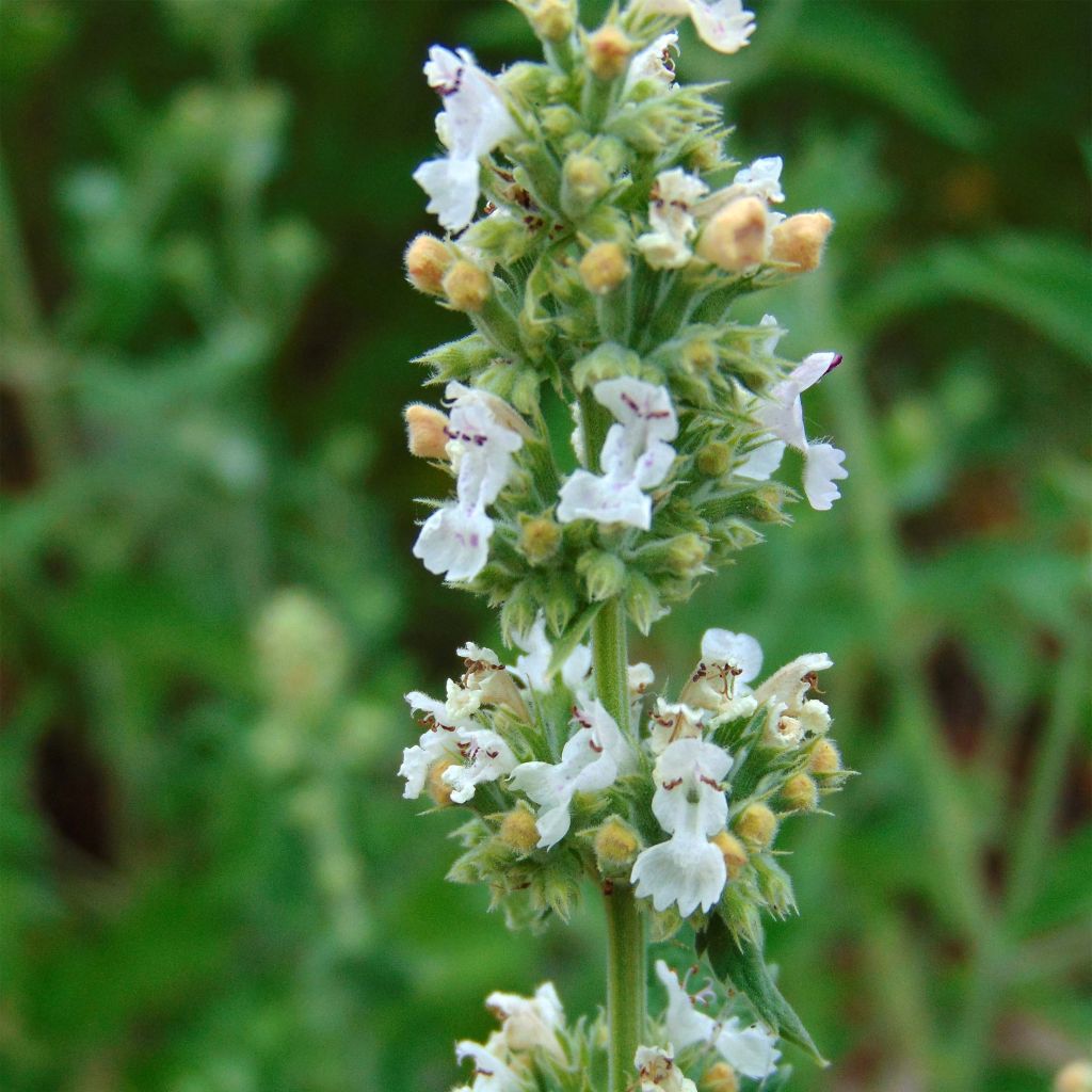 Menta gatuna - Nepeta cataria