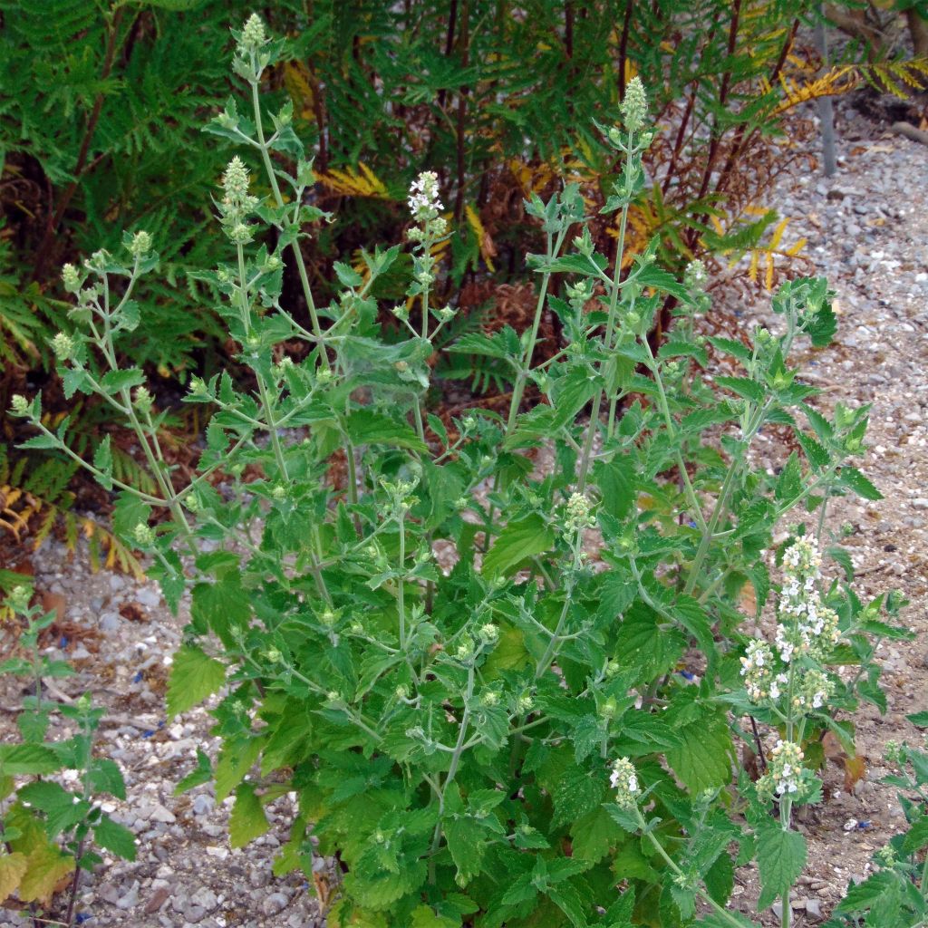 Menta gatuna - Nepeta cataria