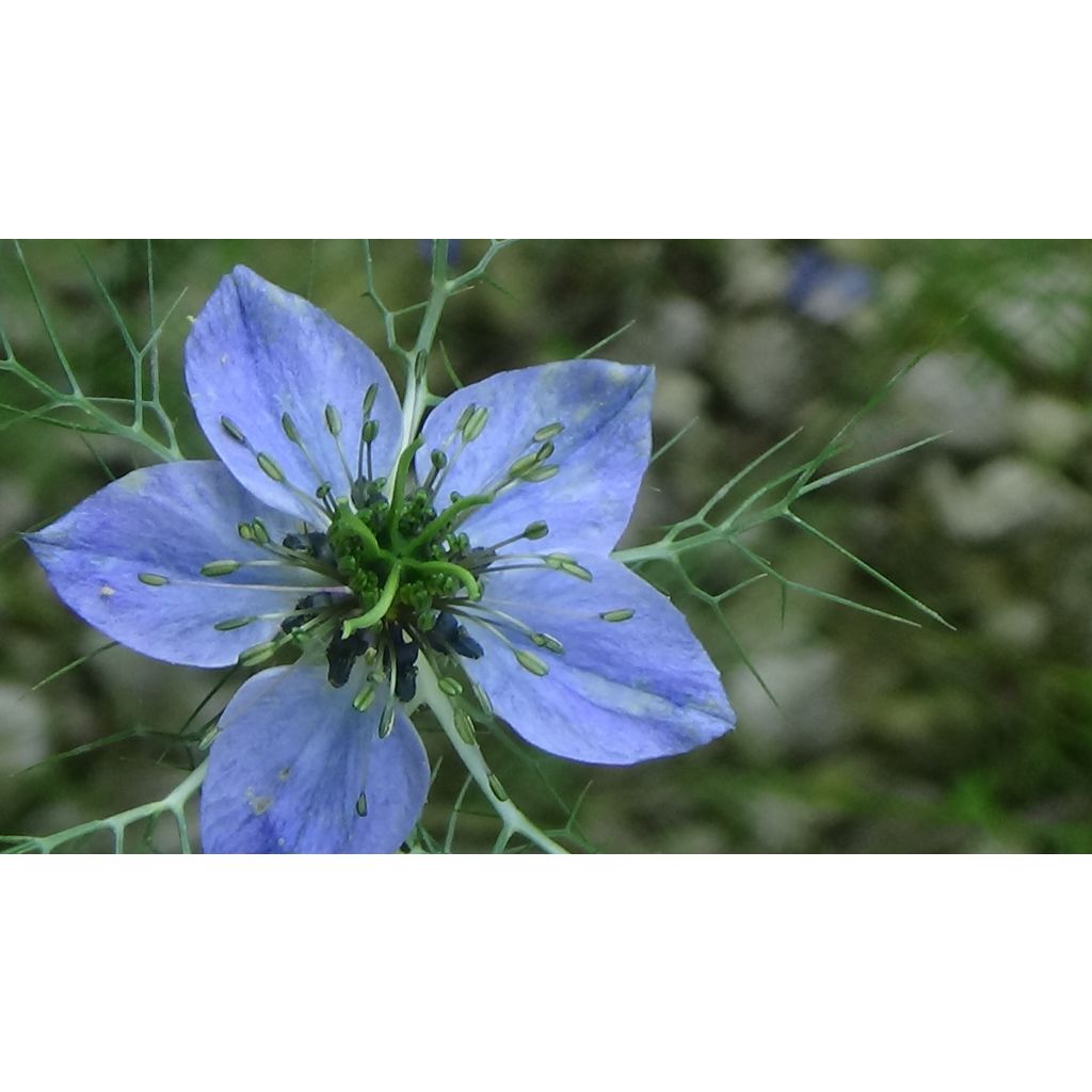 Nigella damascena Miss Jekyll Blue - Arañuela