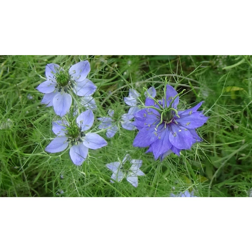 Nigella damascena Miss Jekyll Blue - Arañuela